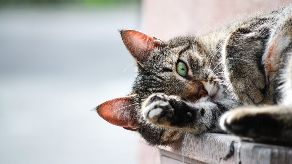 Best Cute Cat Names For Kittens 2019 [Unique & Adorable]