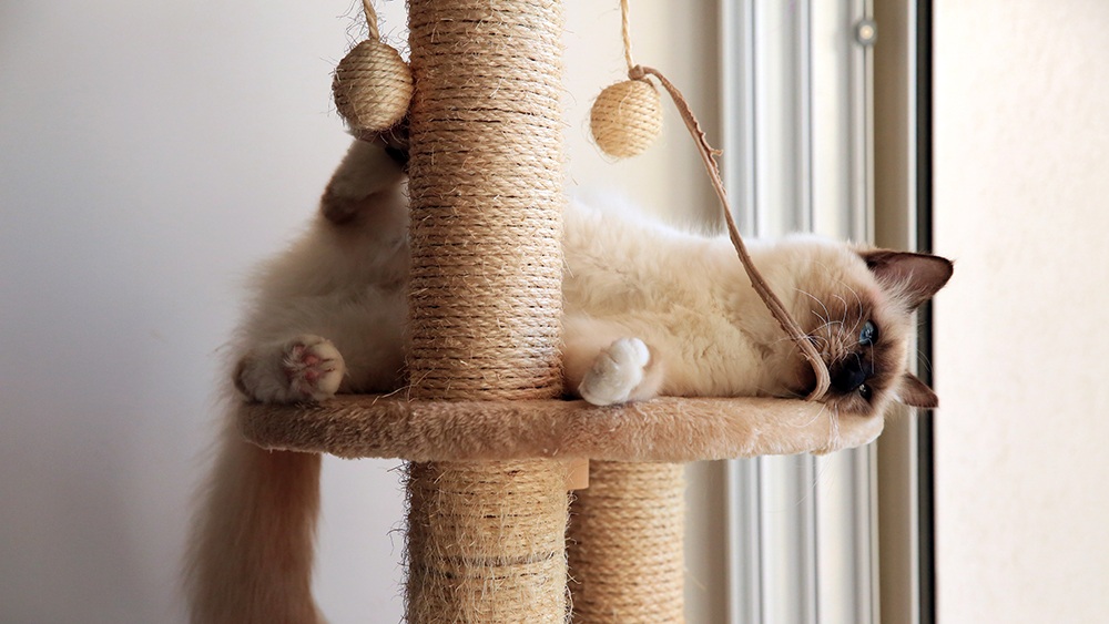 small cat tree with hammock