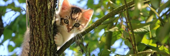 Best Climbing Cat Tree Large Cats