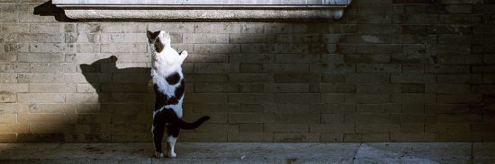 Cat climbing tower