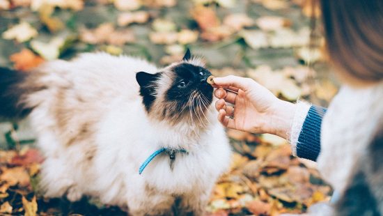 Feeding A Cat