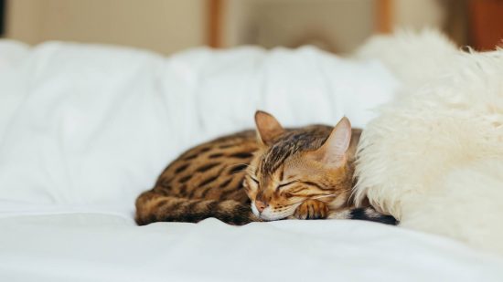 Cat sleeping in bed