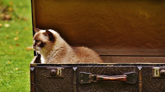 Cat In A Carrier