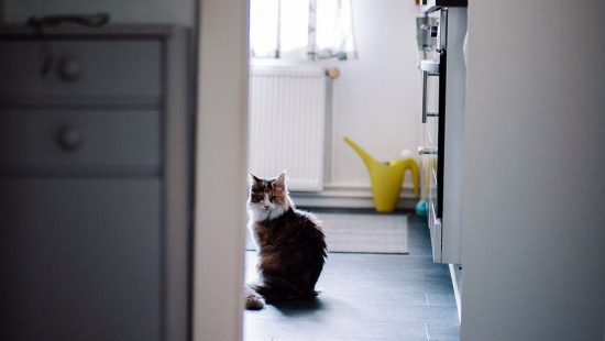 Cat in bathroom