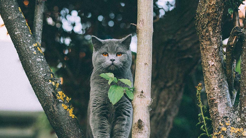 best food to help cats gain weight