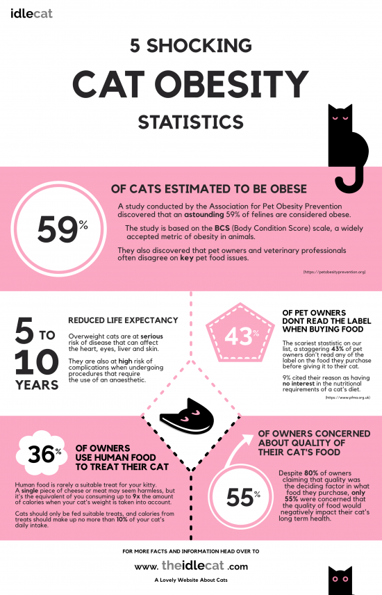 5 Shocking Cat Obesity Statistics | Infographic