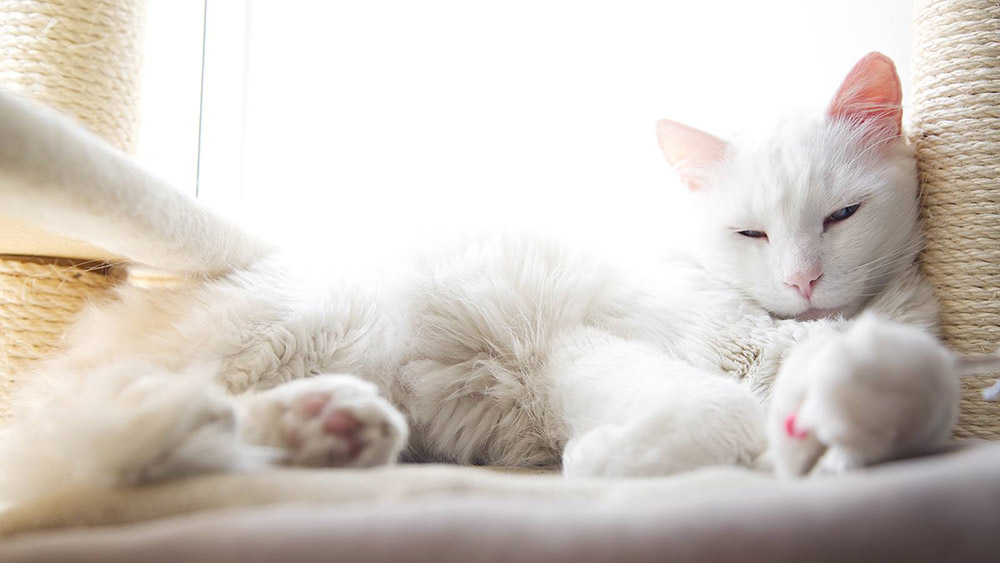 Why Do Cats Need Scratch Posts? Why Scratch Are Important!