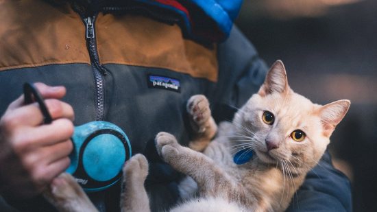 Cat being carried on travels