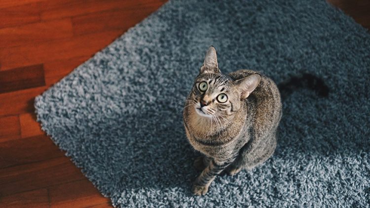 Cat on flea sprayed rug