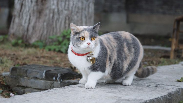 Cat wearing best flea collar