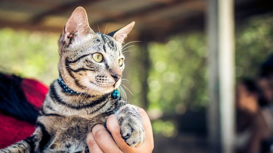 Cat wearing a good ID tag