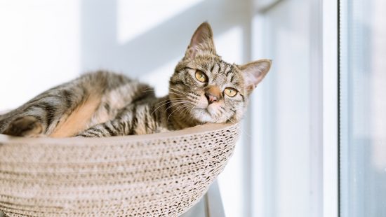Dewormer medications for cats