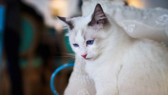 Cat on supplements