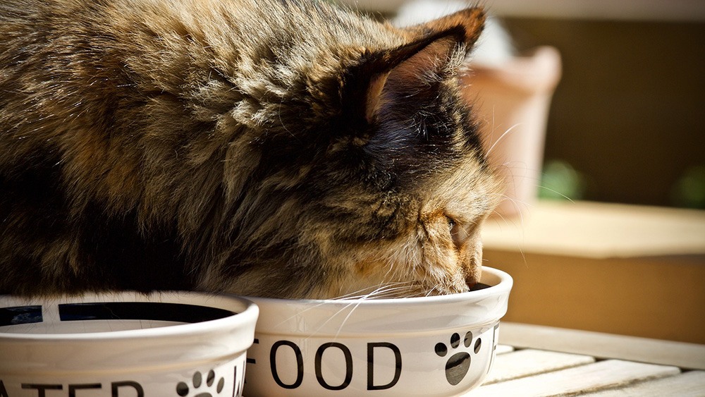 best cat food for hairballs and vomiting