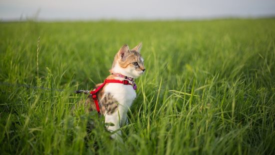 The Best Cat Harness