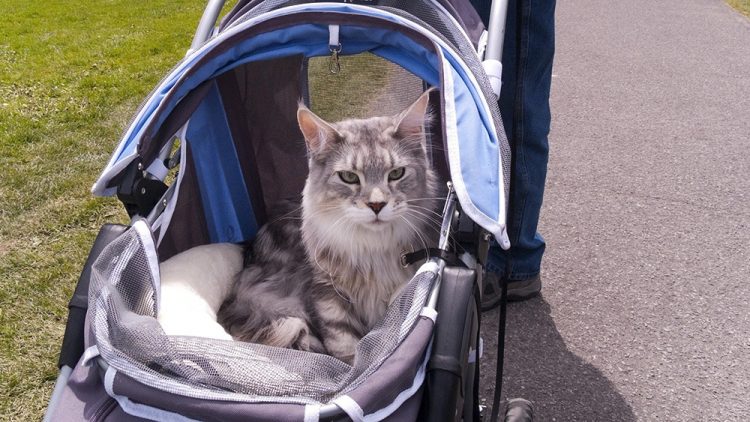 Cat In The Best Stroller