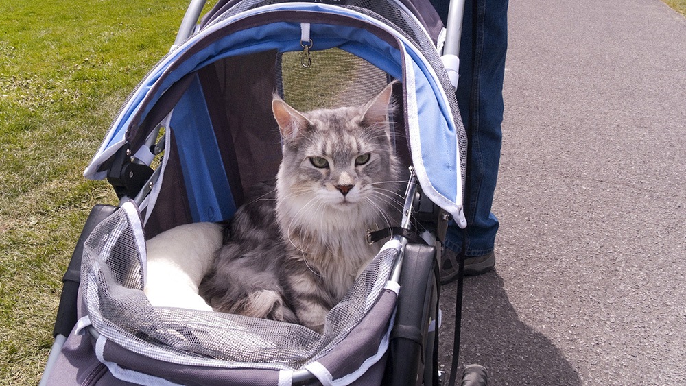 pushchairs for cats