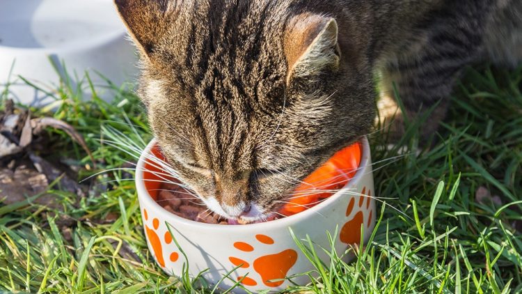 cat food for kittens