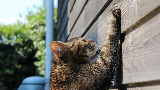 Best Cat Scratcher Posts