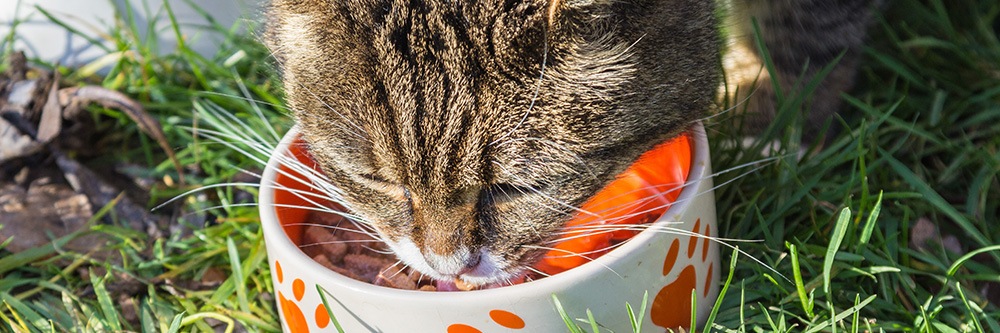 best wet food for nursing cat