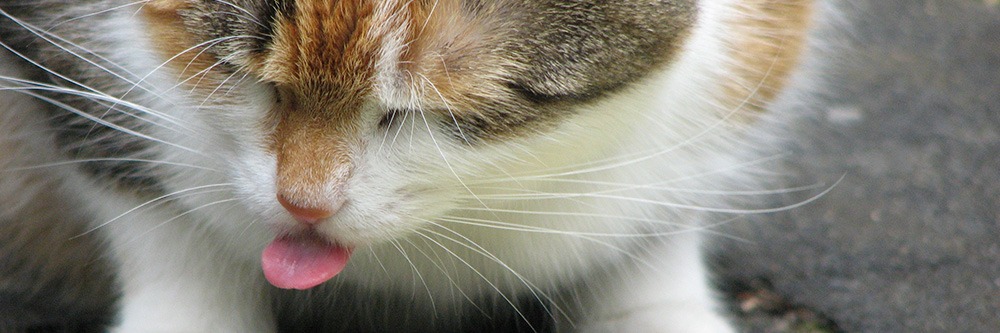 Guide Wet Kitten Food
