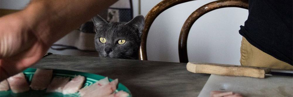 Canned Kitten Food Guide