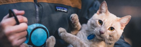 backpack to carry your cat