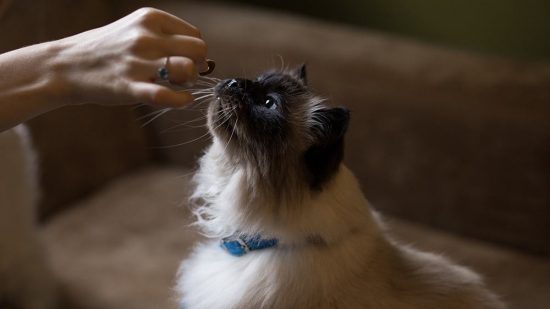 Best Cat Dental Treats Guide