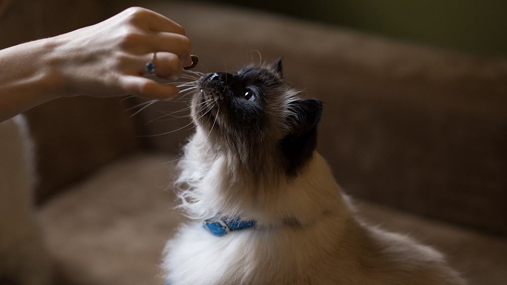 cat treats for dental health