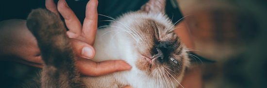 Buying Dental Treats For Cats