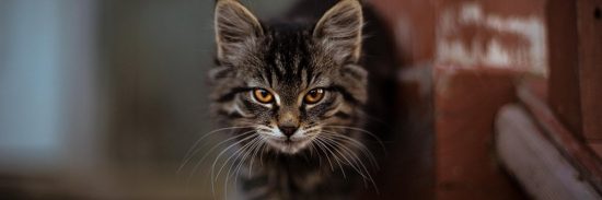 Caring For Cats Teeth