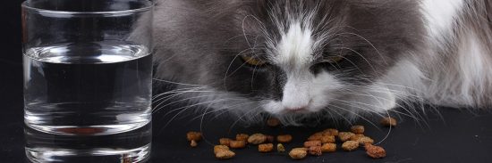 Cat Probiotic Digestive Enzymes