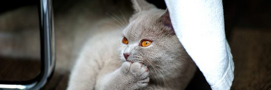 Guide To Cat Probiotics And Digestive Enzymes