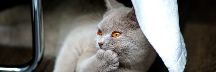 Guide To Cat Probiotics And Digestive Enzymes