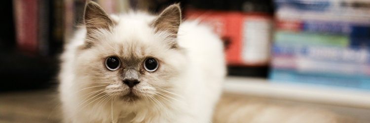 probiotics for cats side effects