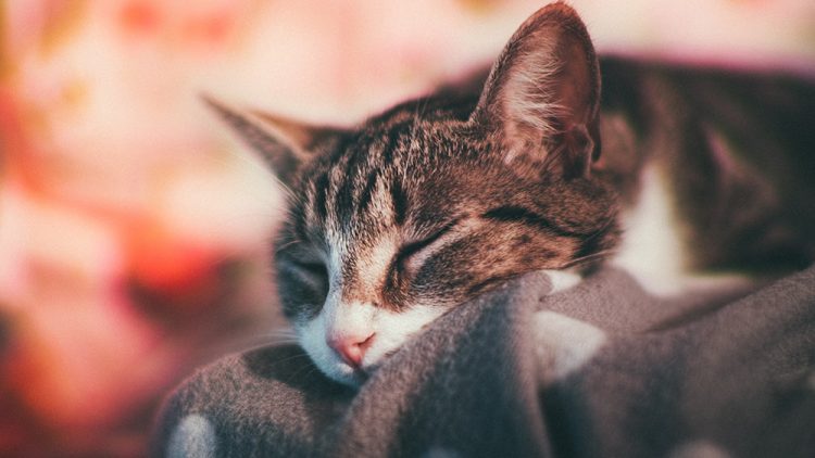 Best Probiotic For Cats