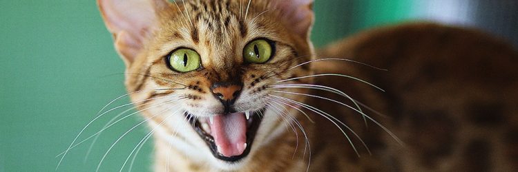 The Best Cat Toothpaste | 8 Most Effective | Reviews & Guide