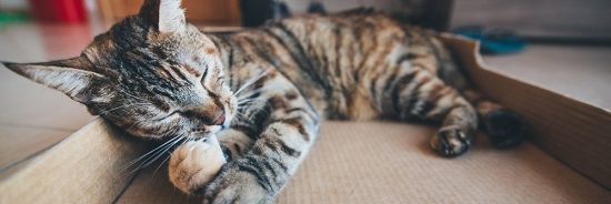 Cat Playing with Toothbrush