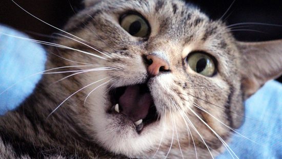 Gum Disease In Cats