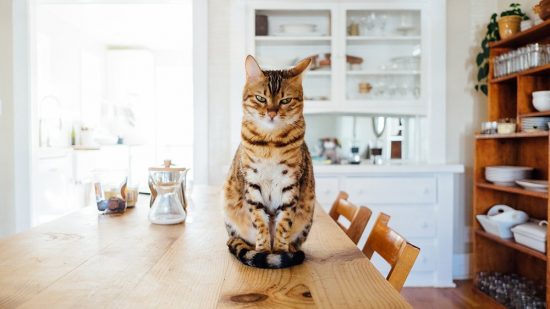 Cat dandruff causes