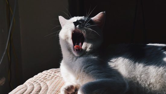 Cat Sneezing