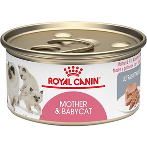 kitten wet food