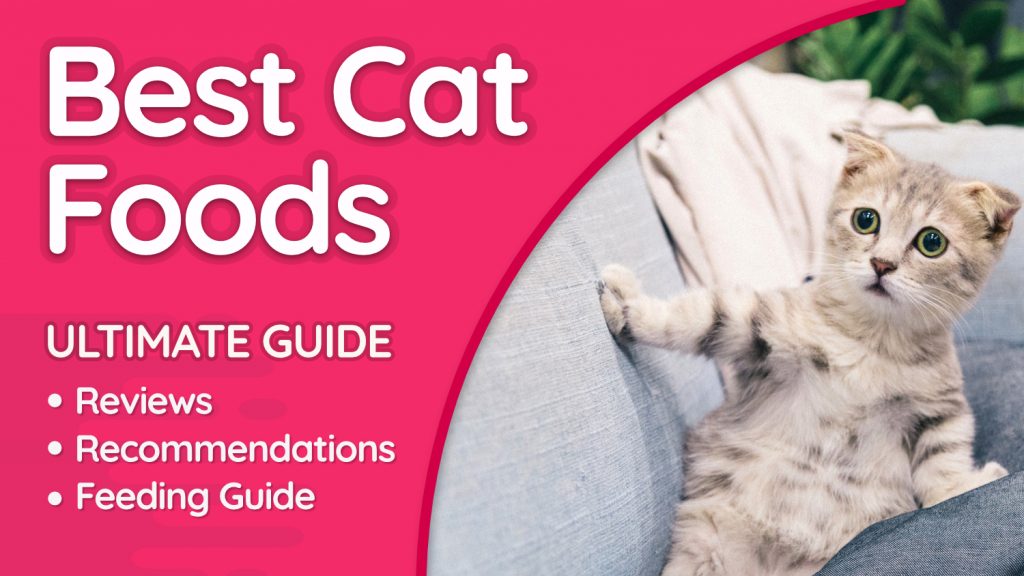 Cat Food Types & Variants Best Brands Reviews