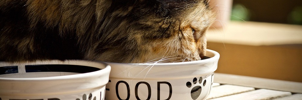 The Ultimate Guide To Choosing The Best Cat Food