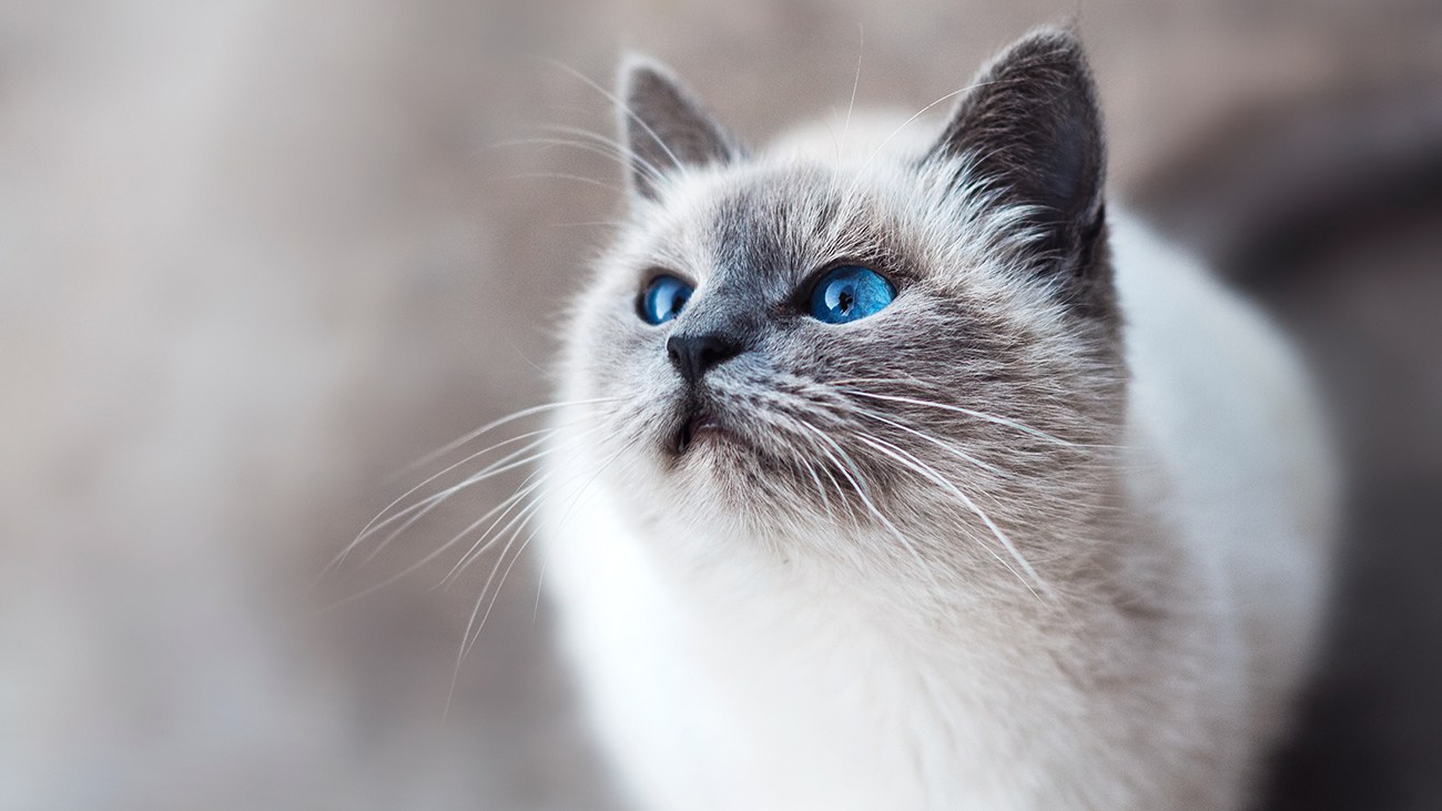 5 things to consider when buying cat food