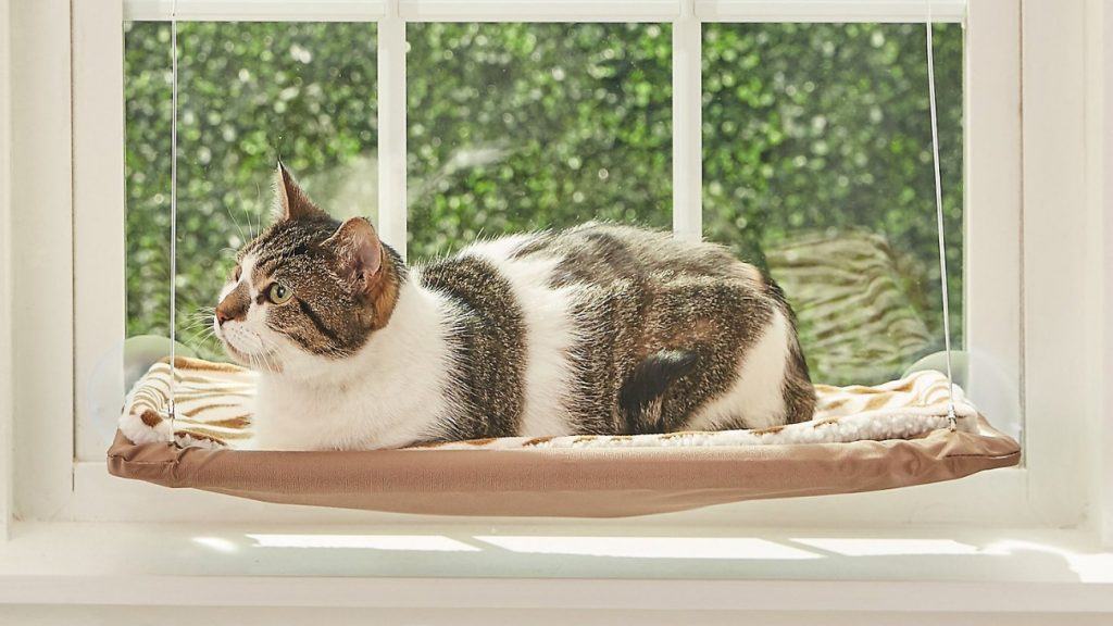 The Best Cat Window Perches in 2022 Reviews & Guide