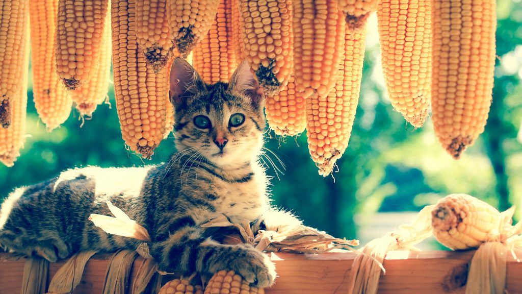 6 Best Cat Foods for Weight Loss in 2022 Reviews & Analysis