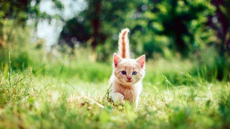 Kitten Food vs. Adult Cat Food | What are the Differences?