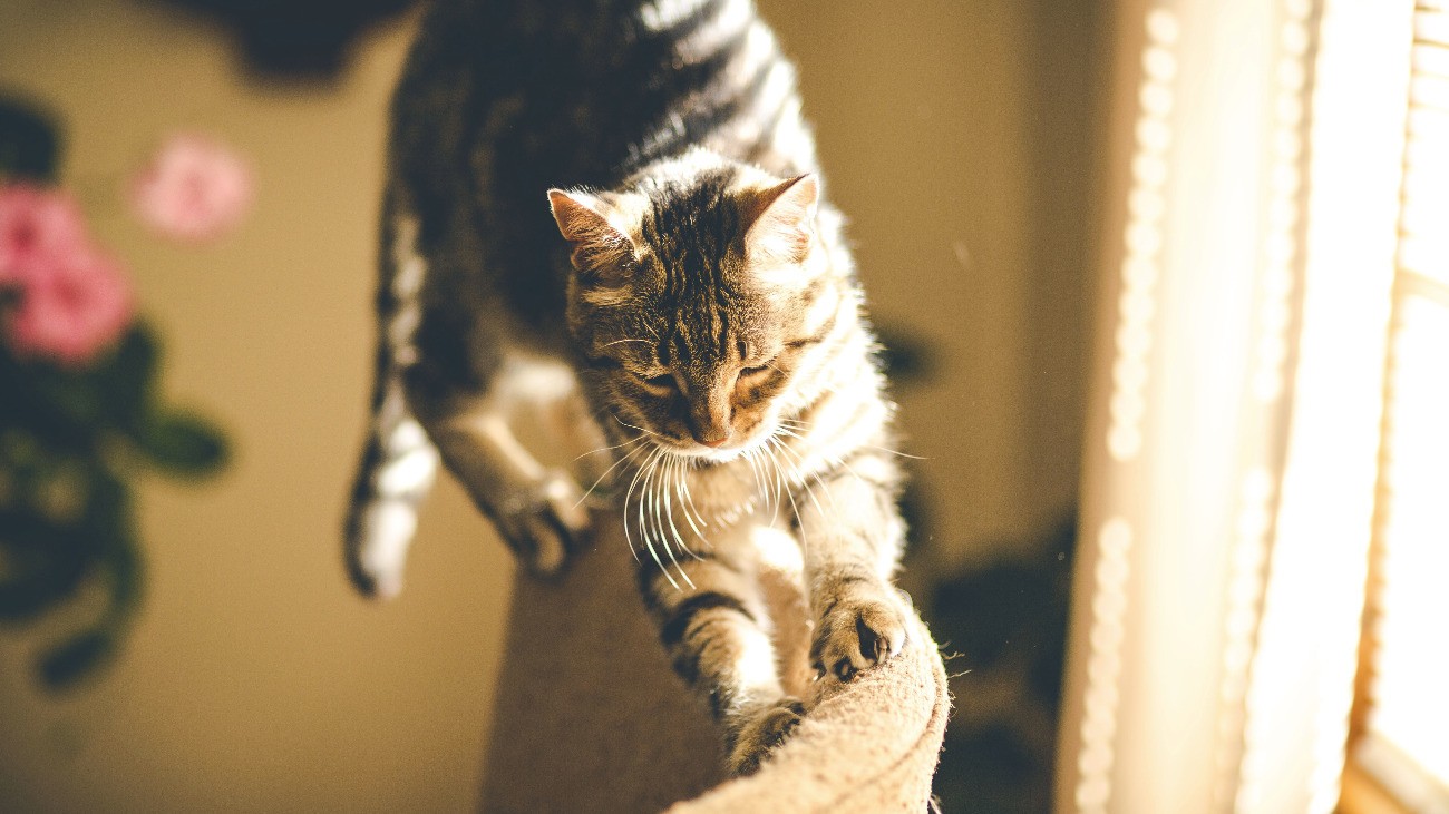 Stop Cat Scratching Furniture