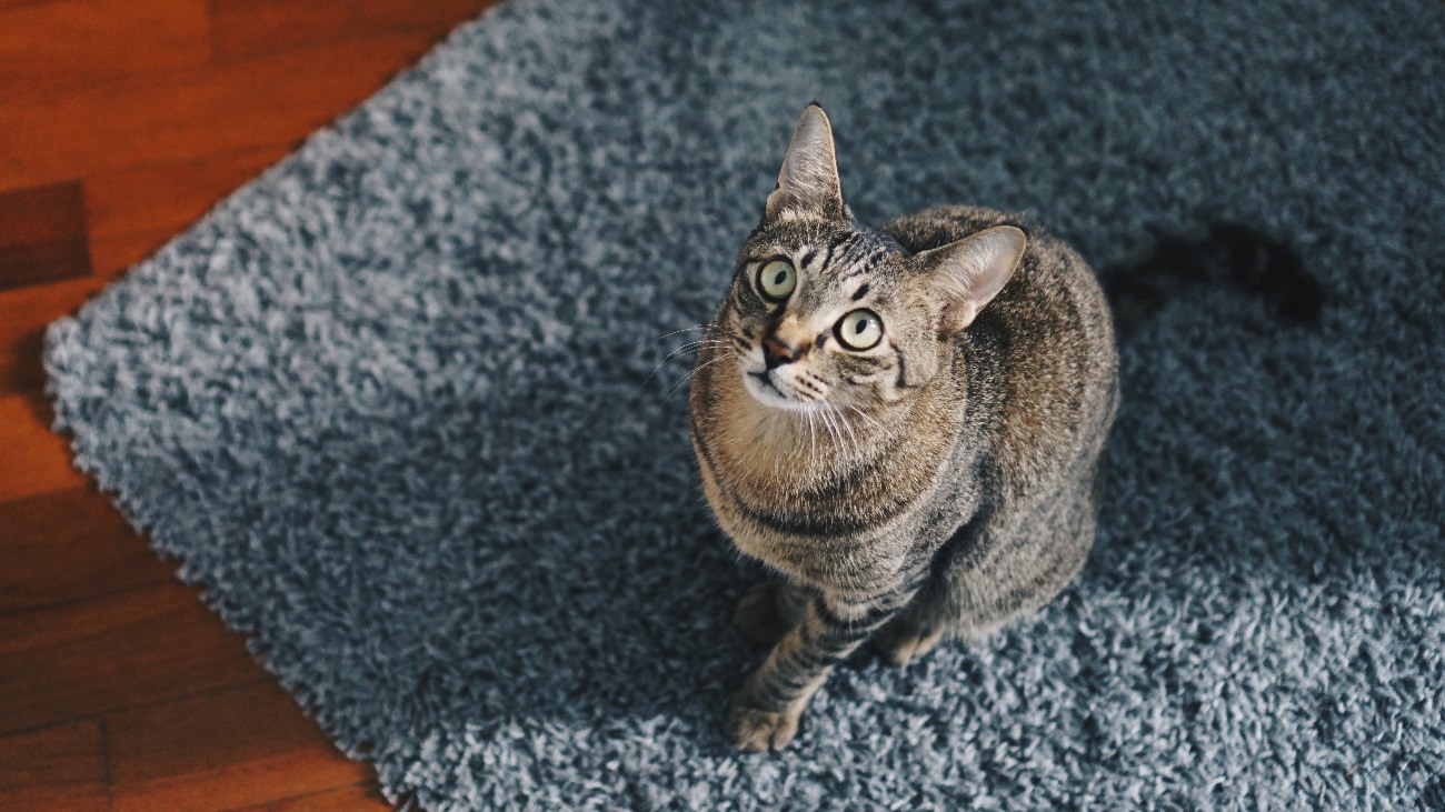 Cat Sitting on Best Litter Mat